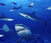pic for Requin 01 960x800